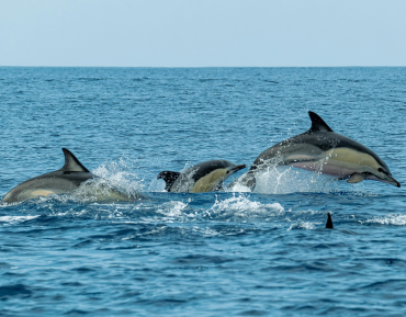 Unforgettable Culinary